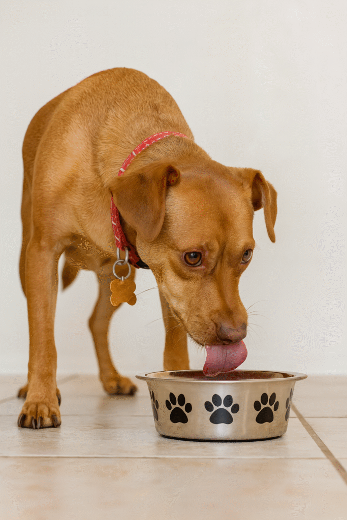 đNutrition Basics: Simple, Healthy Choices for Your Dog Tan mixed-breed dog licking a food bowl after a meal