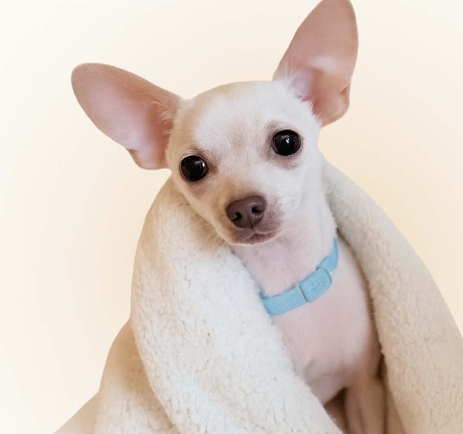 Chihuahua puppy wrapped in a cozy blanket (home comfort)