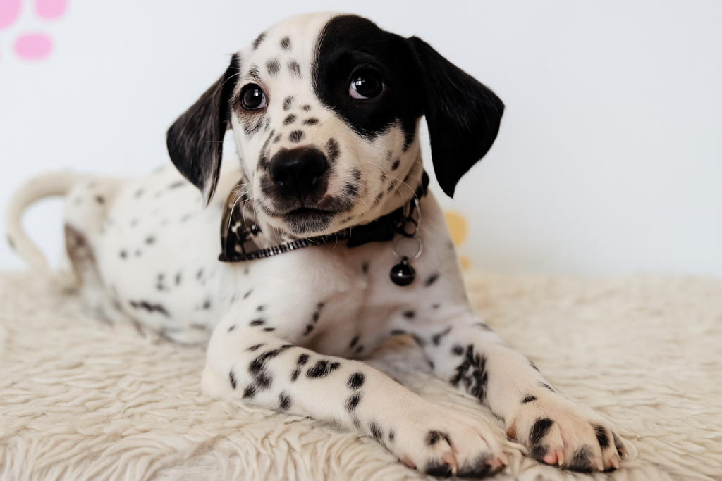 🚽 Potty Training Your Puppy: A Simple, Stress-Free Guide for New Dog Owners tati's dalmatan