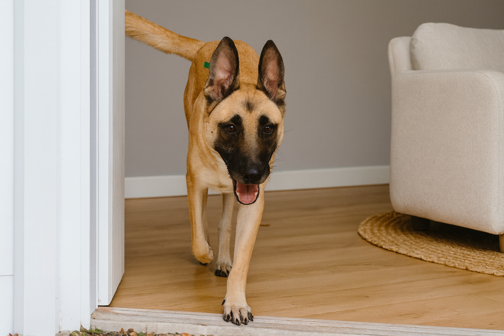 🏡 How to Introduce a New Dog to Your Home Without Stress tatis's dog